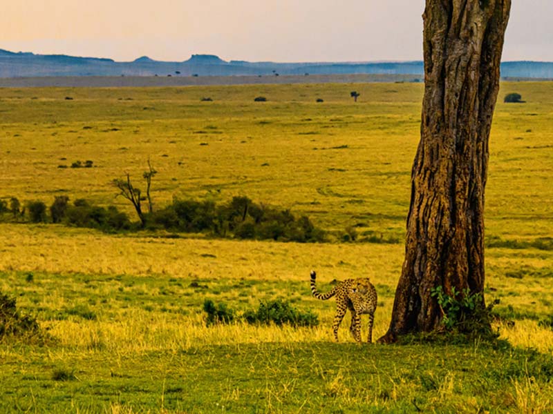 Private Safari Travel foto