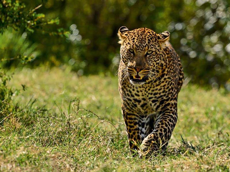 Private Safari Travel foto