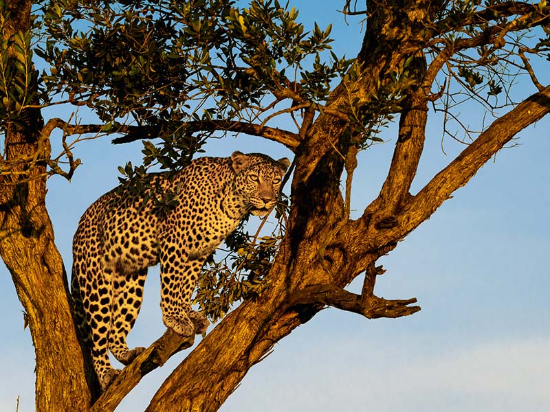 Private Safari Travel foto