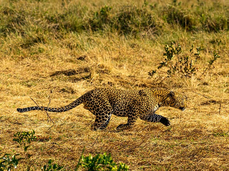 Private Safari Travel foto