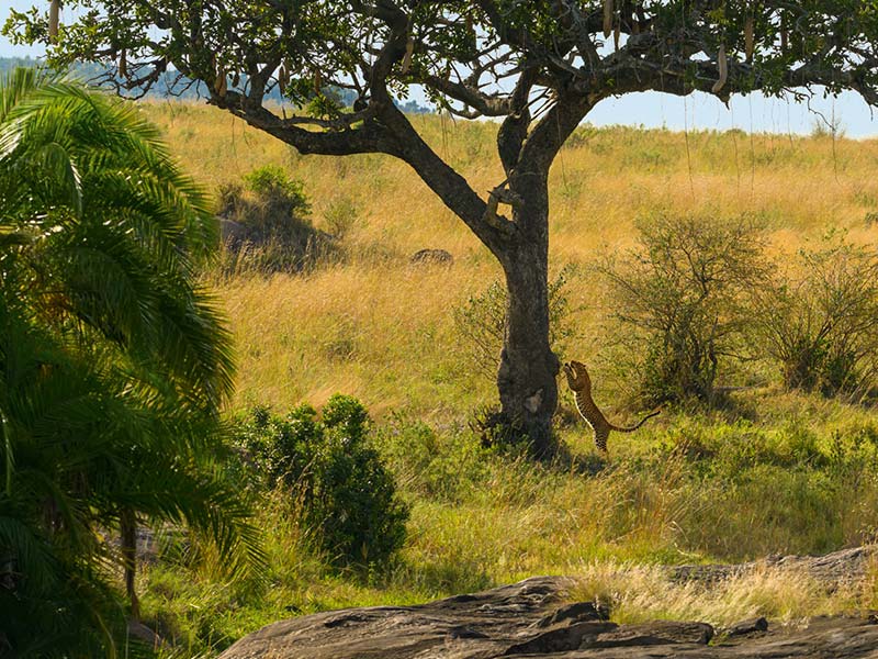 Private Safari Travel foto