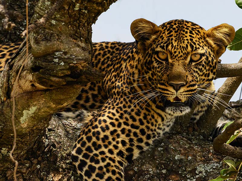 Private Safari Travel foto