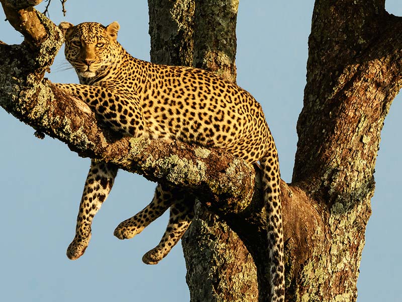 Private Safari Travel foto