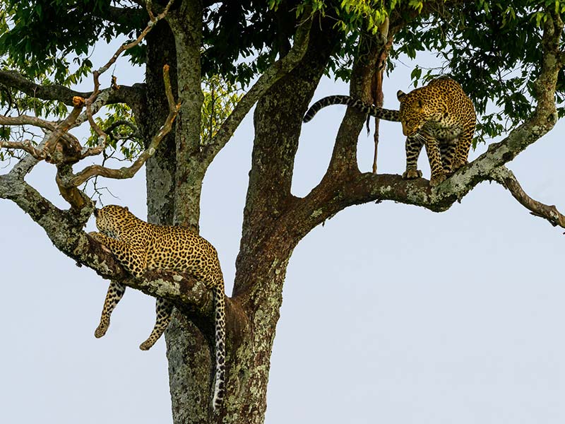 Private Safari Travel foto