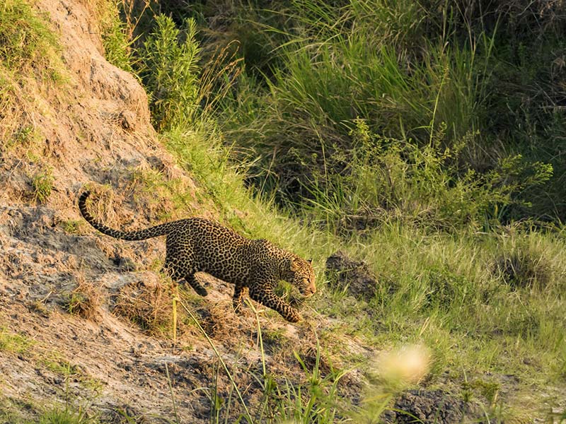 Private Safari Travel foto