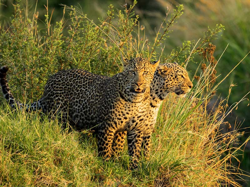 Private Safari Travel foto