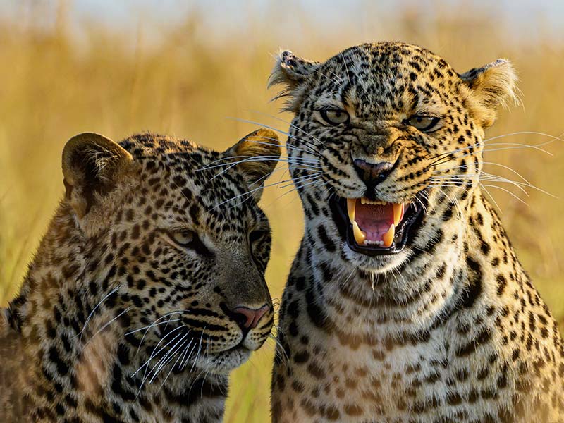 Private Safari Travel foto