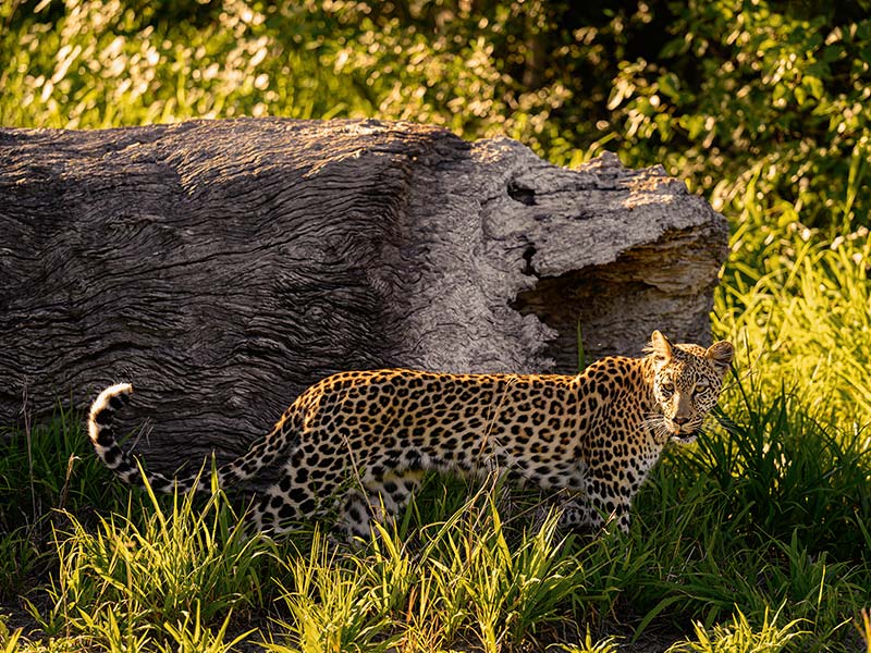 Private Safari Travel foto