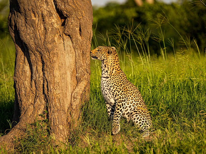 Private Safari Travel foto