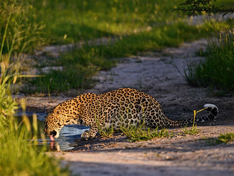 Private Safari Travel foto