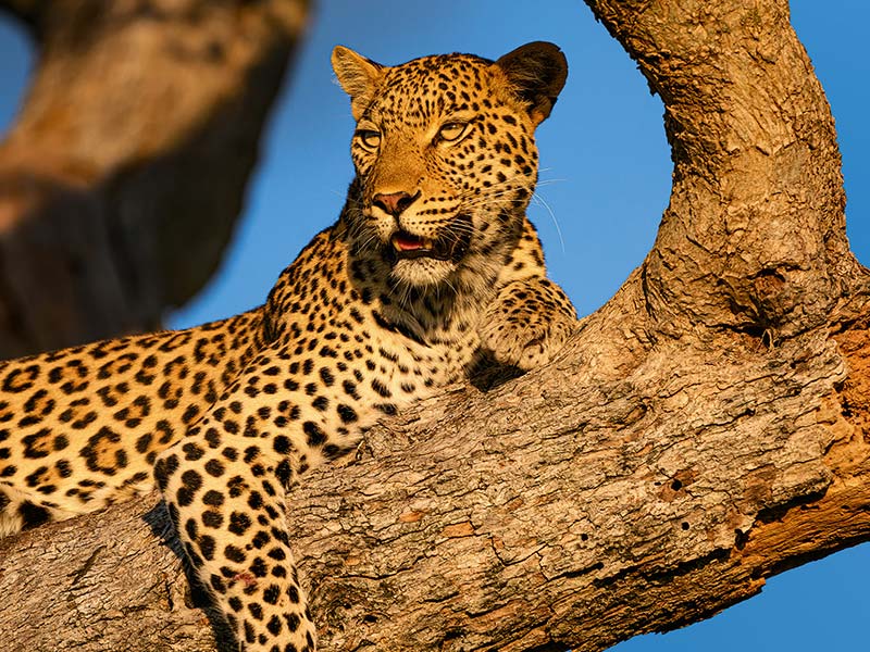 Private Safari Travel foto