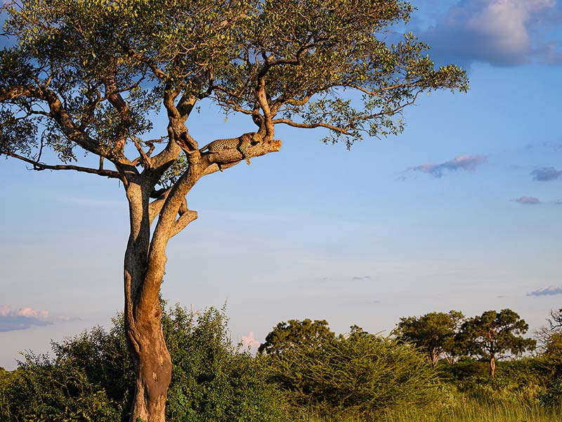 Private Safari Travel foto