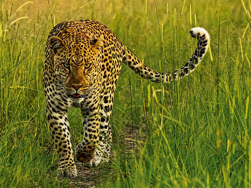 Private Safari Travel foto