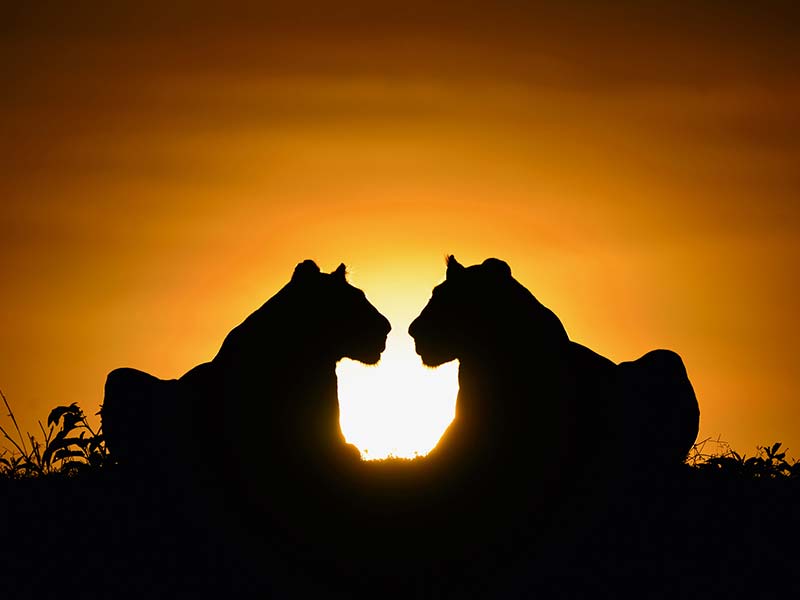 Private Safari Travel foto