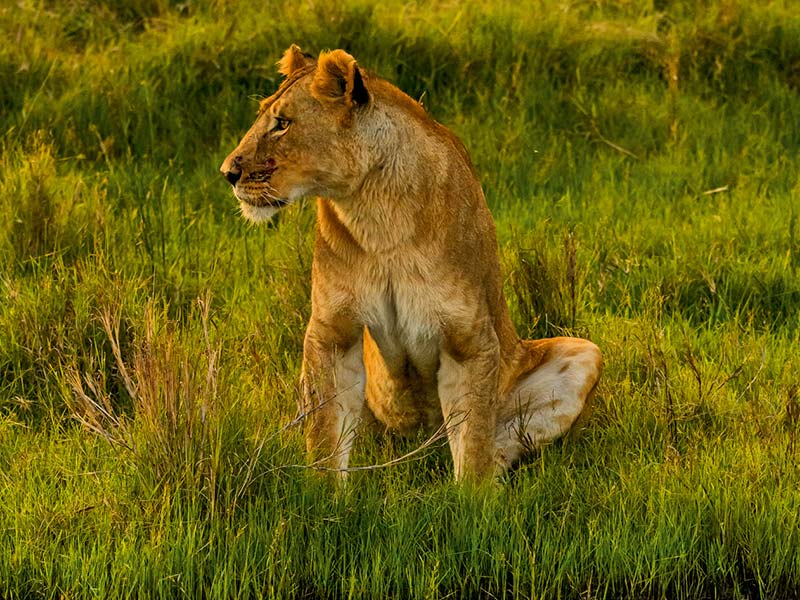 Private Safari Travel foto