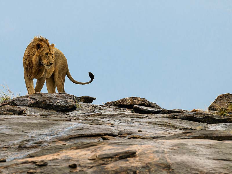 Private Safari Travel foto