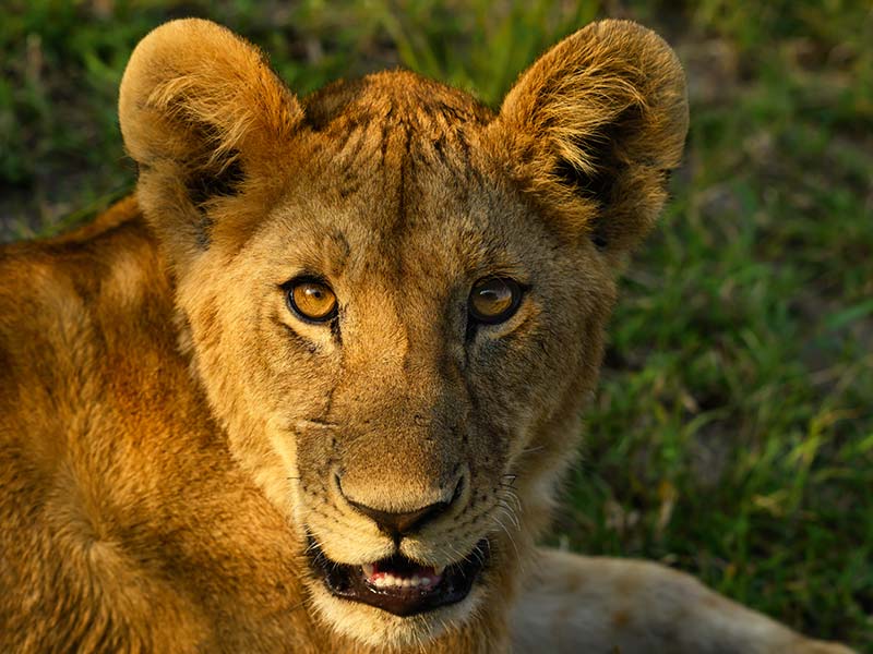 Private Safari Travel foto