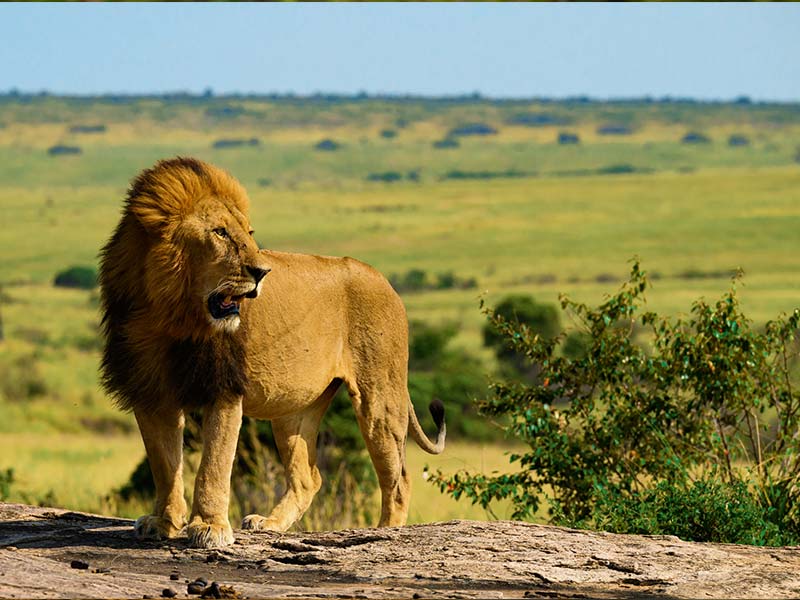 Private Safari Travel foto