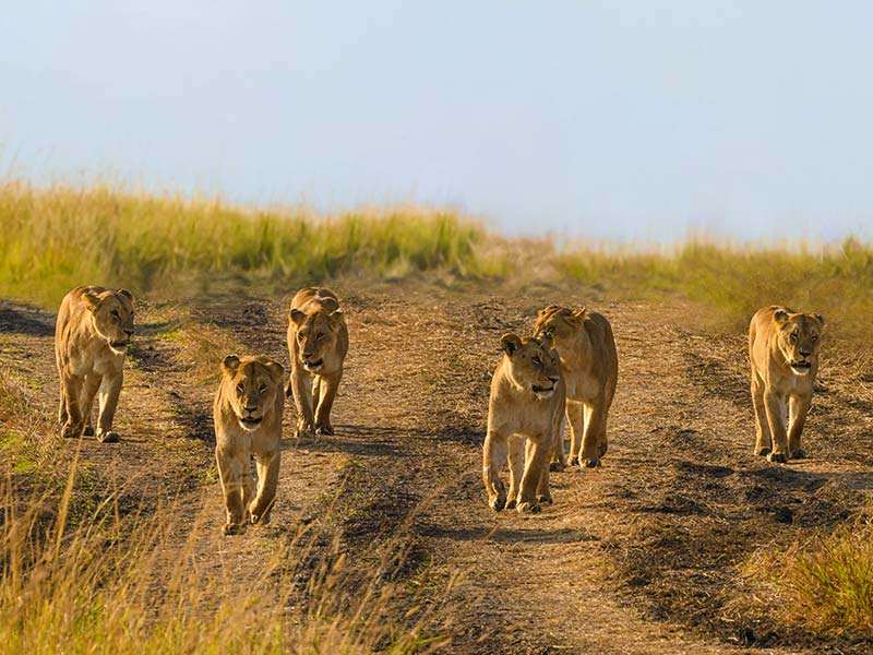 Private Safari Travel foto