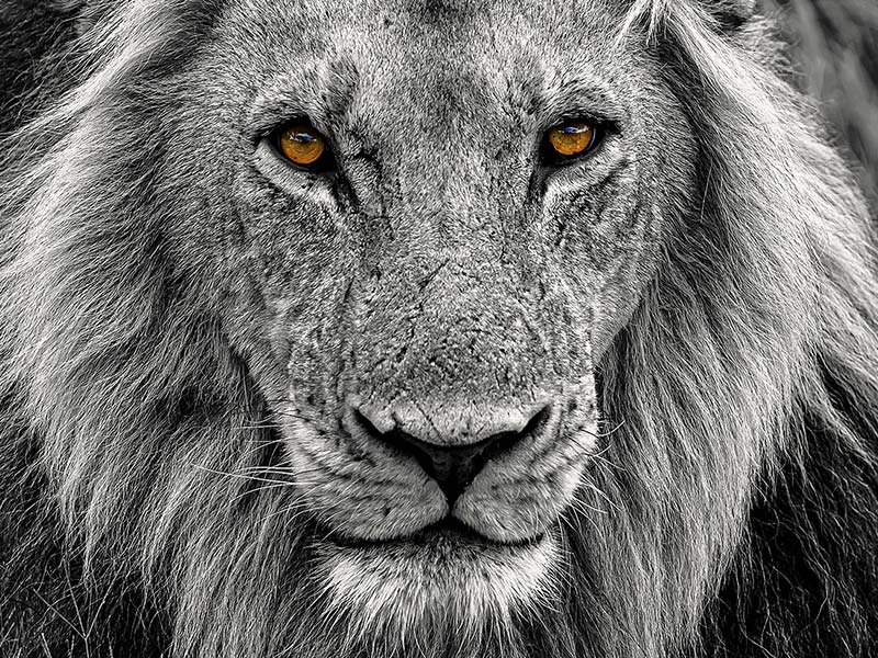 Private Safari Travel foto