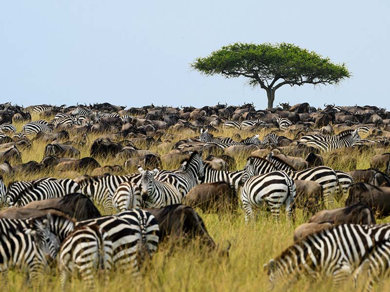 Private Safari Travel foto