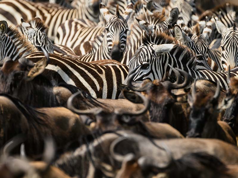 Private Safari Travel foto