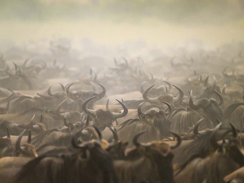 Private Safari Travel foto