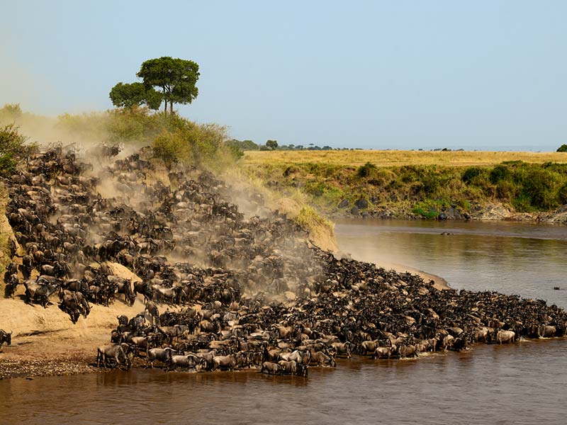 Private Safari Travel foto