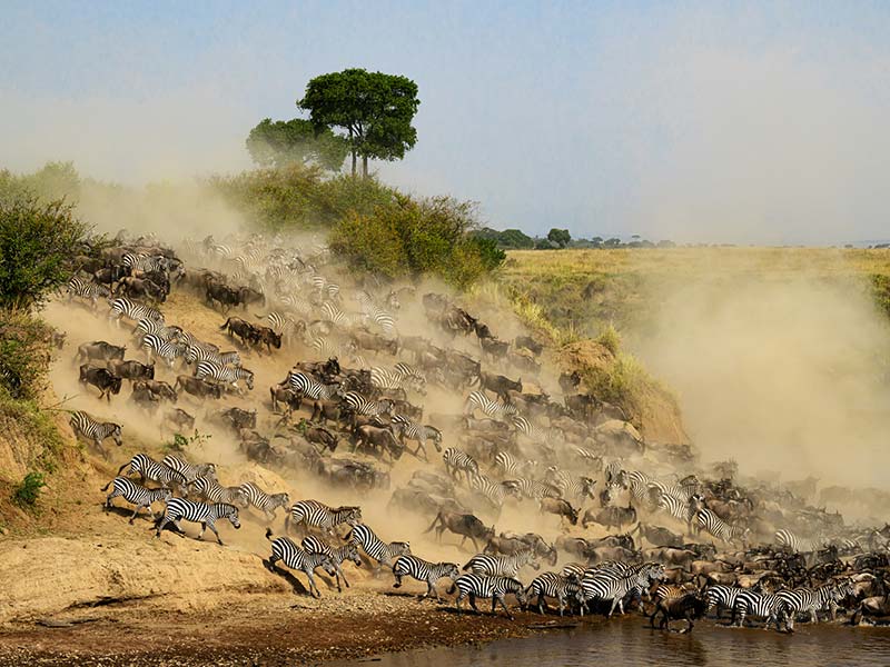 Private Safari Travel foto