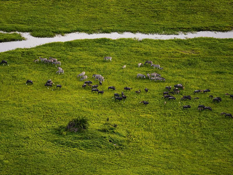 Private Safari Travel foto