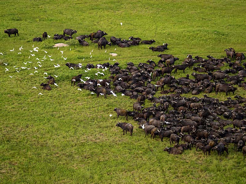 Private Safari Travel foto