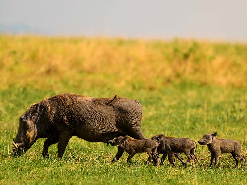 Private Safari Travel foto