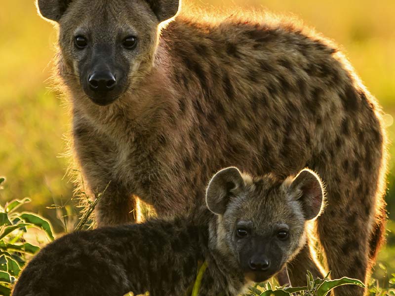 Private Safari Travel foto