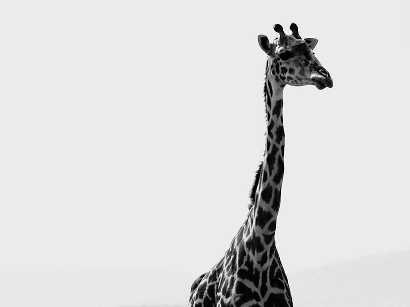 Private Safari Travel foto