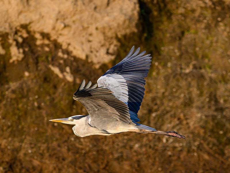 Private Safari Travel foto