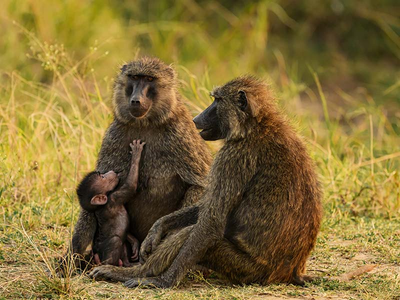 Private Safari Travel foto