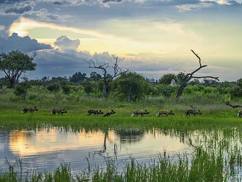 Private Safari Travel foto