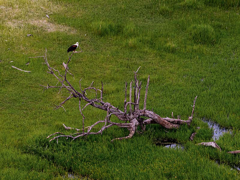 Private Safari Travel foto