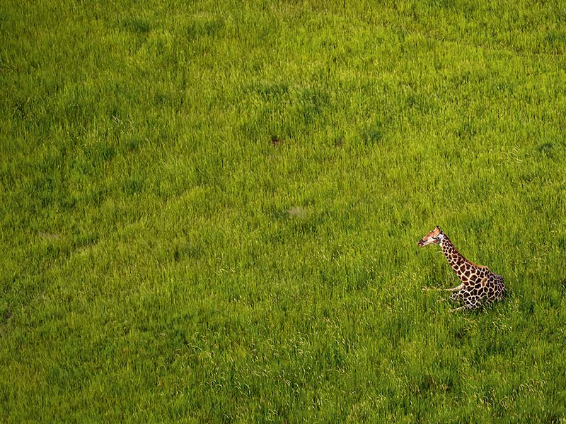 Private Safari Travel foto