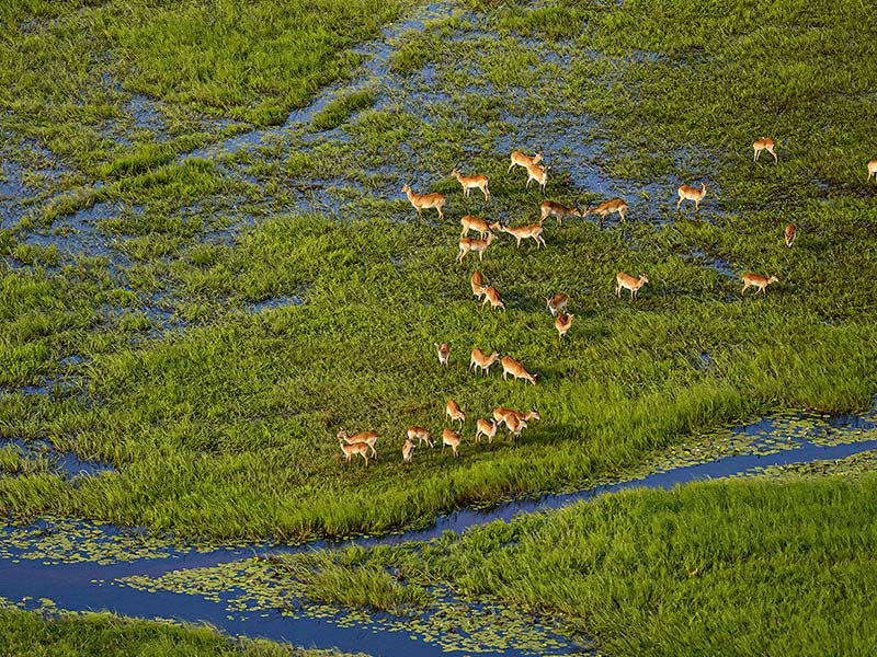 Private Safari Travel foto