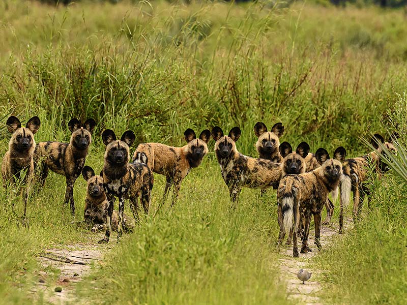 Private Safari Travel foto