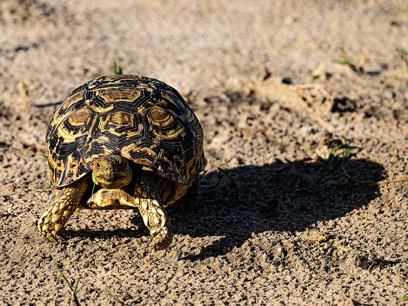 Private Safari Travel foto