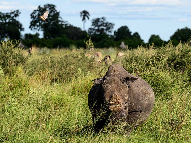 Private Safari Travel foto