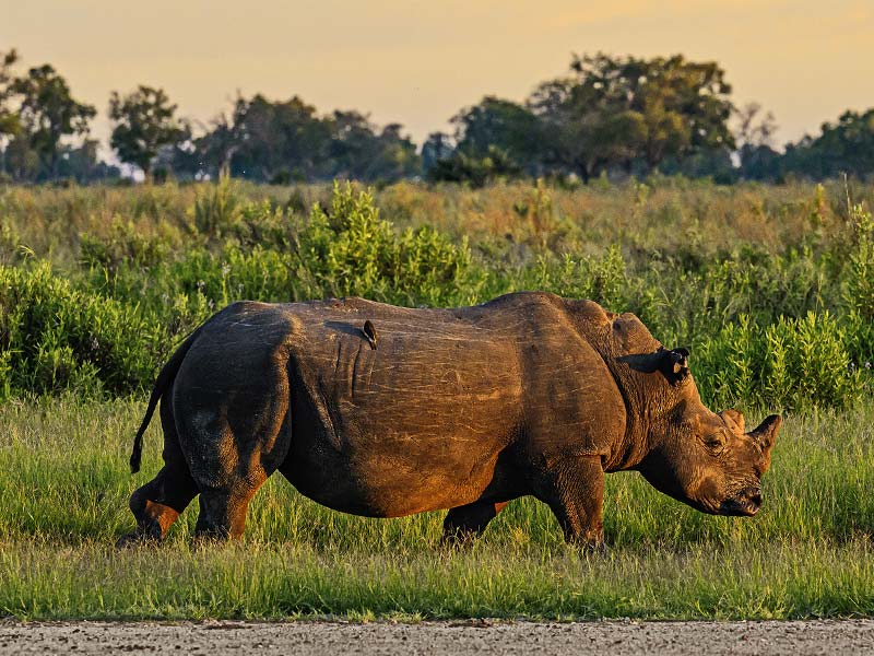 Private Safari Travel foto