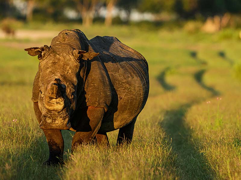 Private Safari Travel foto