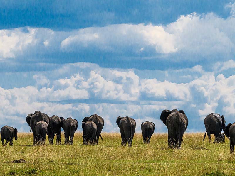 Private Safari Travel foto