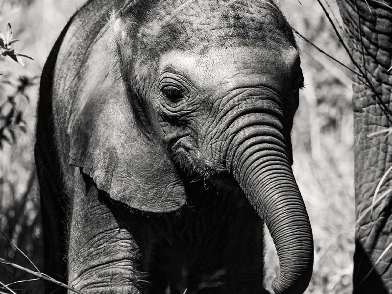 Private Safari Travel foto