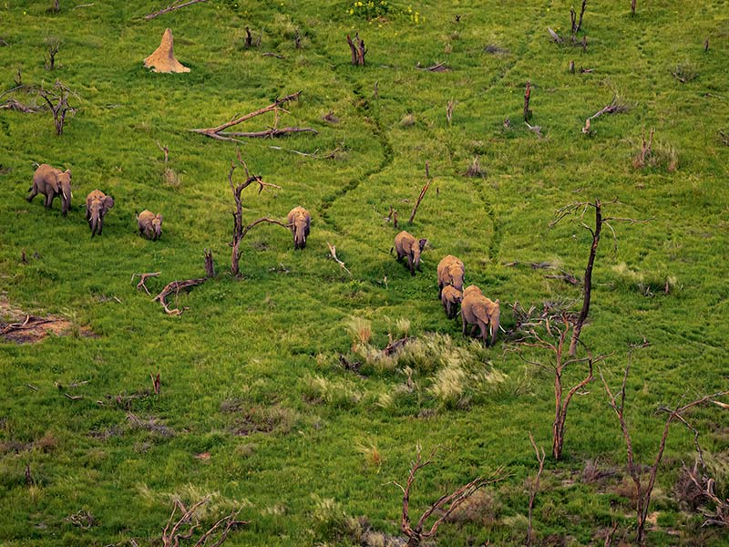 Private Safari Travel foto