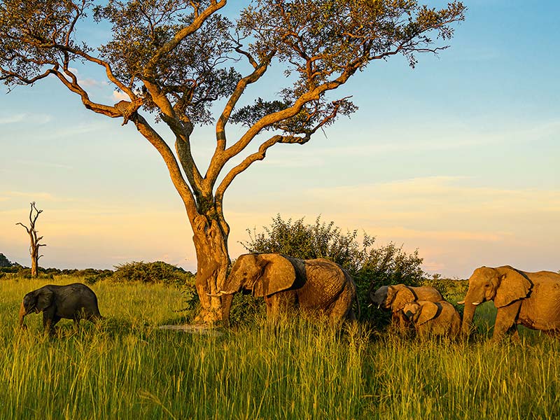 Private Safari Travel foto